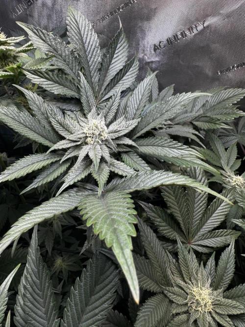 2x Dantes Cherrycana Revers. Week 11