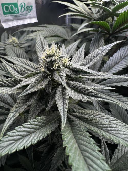 2x Dantes Cherrycana Revers. Week 11
