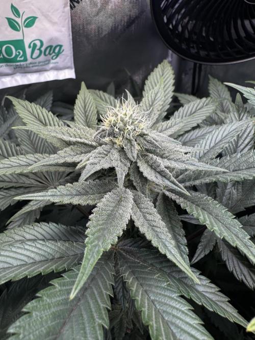 2x Dantes Cherrycana Revers. Week 11