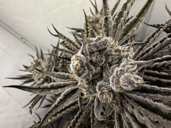 hydroponic Dante’s Cherrycana. Week 13