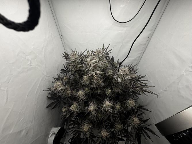 hydroponic Dante’s Cherrycana. Week 13