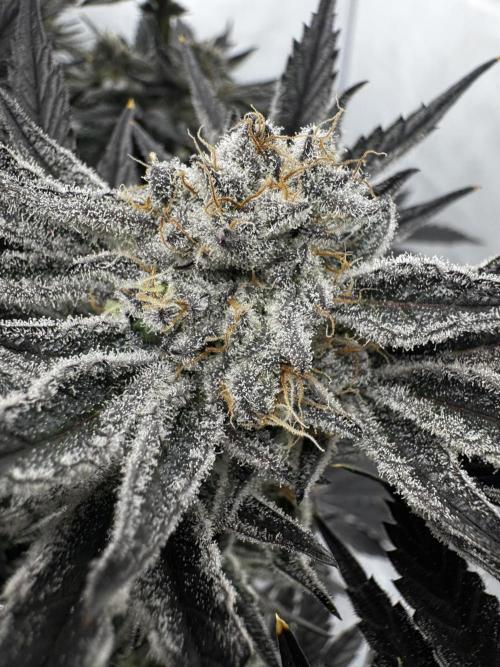 hydroponic Dante’s Cherrycana. Week 13