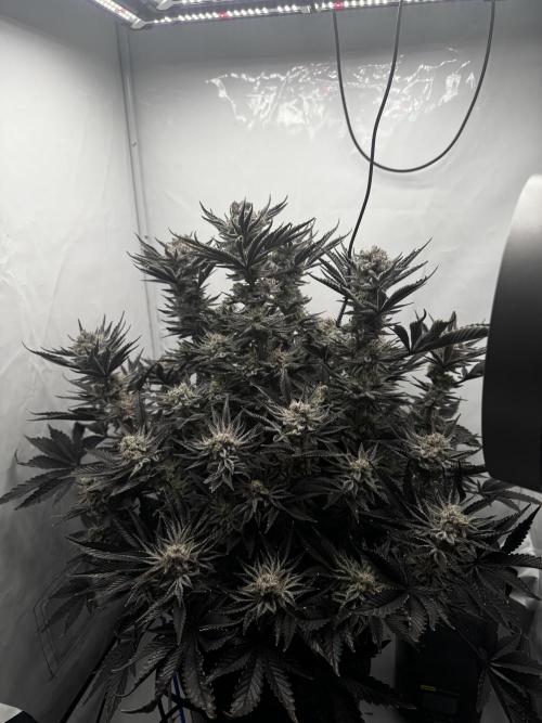 hydroponic Dante’s Cherrycana. Week 13
