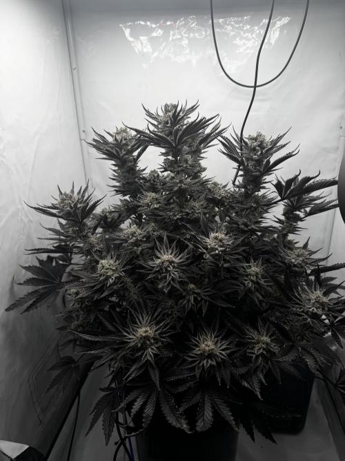 hydroponic Dante’s Cherrycana. Week 13
