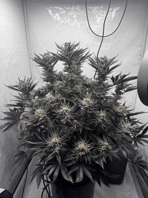 hydroponic Dante’s Cherrycana. Week 13