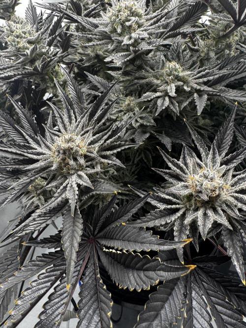 hydroponic Dante’s Cherrycana. Week 13