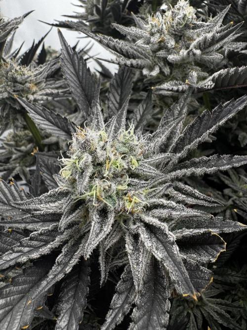 hydroponic Dante’s Cherrycana. Week 13