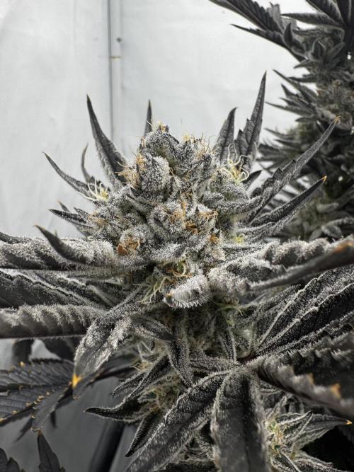 hydroponic Dante’s Cherrycana. Week 13