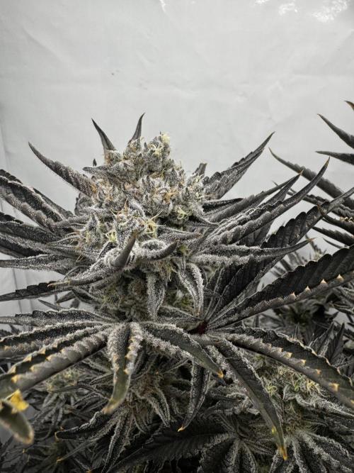 hydroponic Dante’s Cherrycana. Week 13