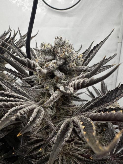 hydroponic Dante’s Cherrycana. Week 13