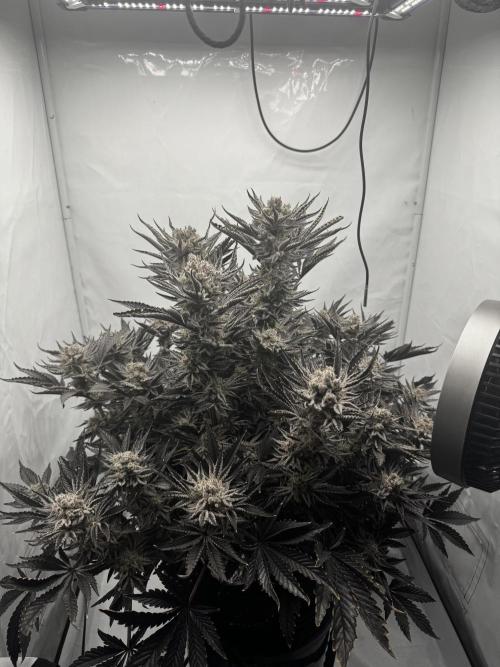 hydroponic Dante’s Cherrycana. Week 14