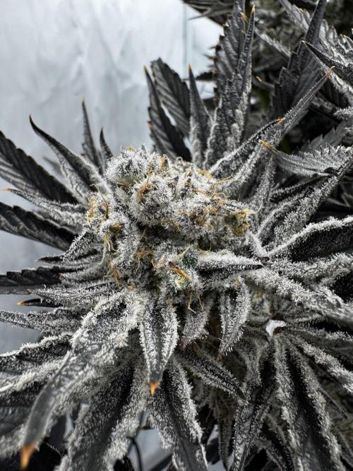 hydroponic Dante’s Cherrycana. Week 14