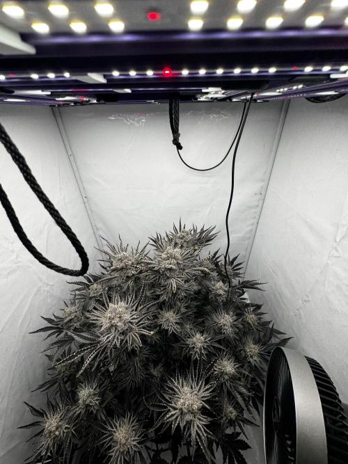 hydroponic Dante’s Cherrycana. Week 14