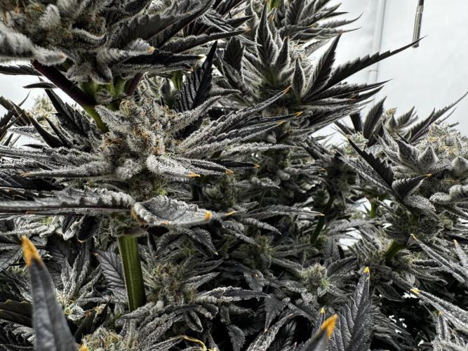 hydroponic Dante’s Cherrycana. Week 14