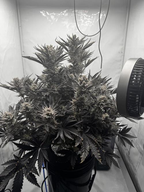 hydroponic Dante’s Cherrycana. Week 14