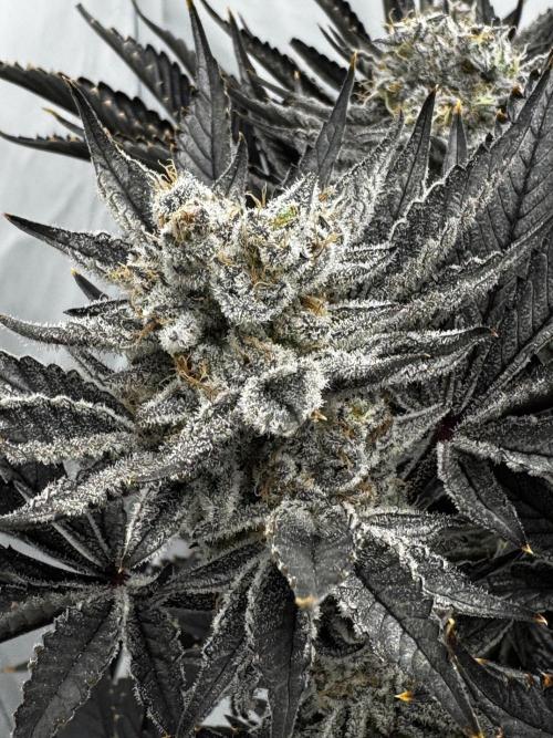 hydroponic Dante’s Cherrycana. Week 14