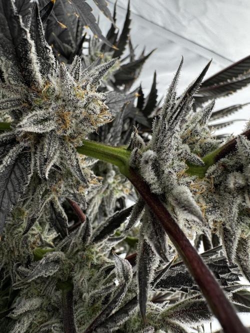 hydroponic Dante’s Cherrycana. Week 14