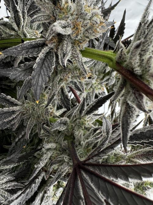 hydroponic Dante’s Cherrycana. Week 14