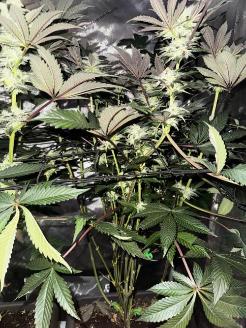 2x Dantes Cherrycana Revers. Week 12
