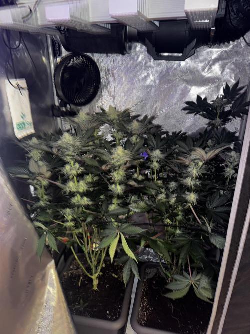 2x Dantes Cherrycana Revers. Week 12
