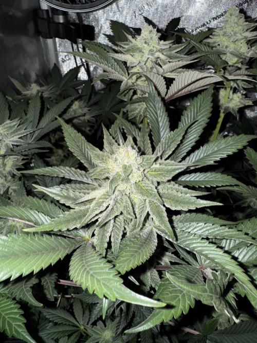 2x Dantes Cherrycana Revers. Week 12