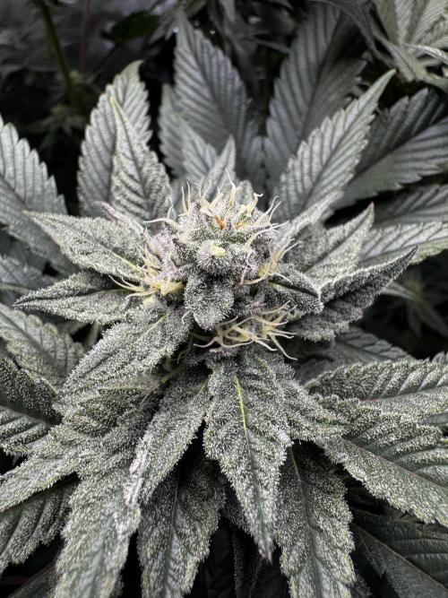 2x Dantes Cherrycana Revers. Week 12