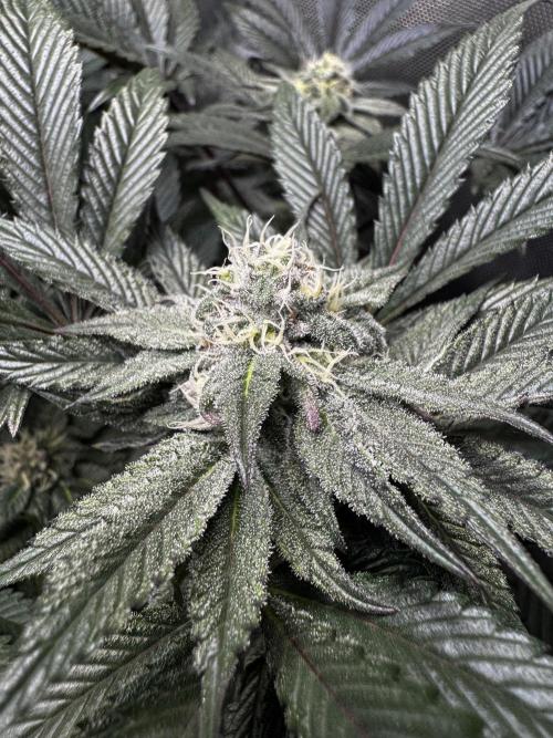 2x Dantes Cherrycana Revers. Week 12