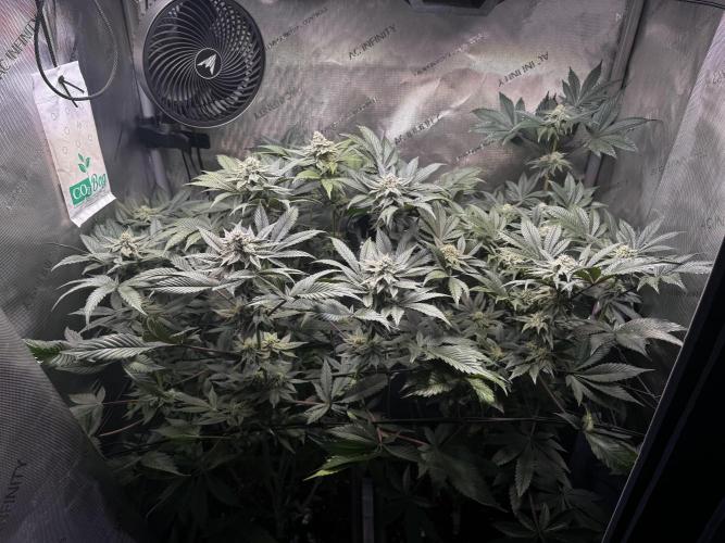 2x Dantes Cherrycana Revers. Week 12