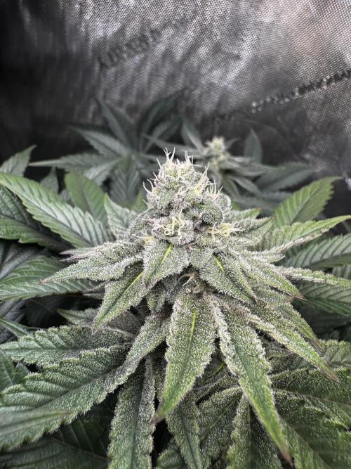 2x Dantes Cherrycana Revers. Week 12
