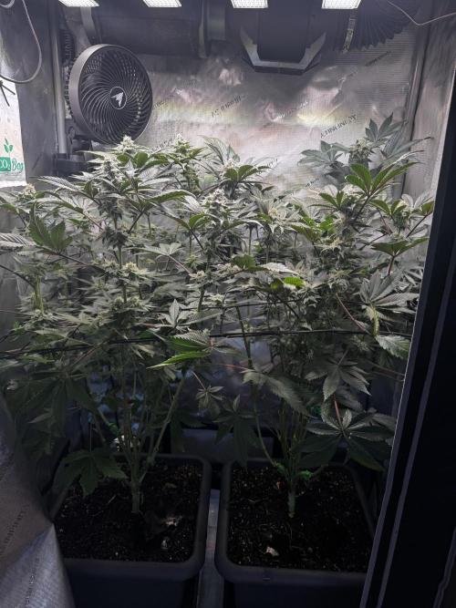 2x Dantes Cherrycana Revers. Week 12