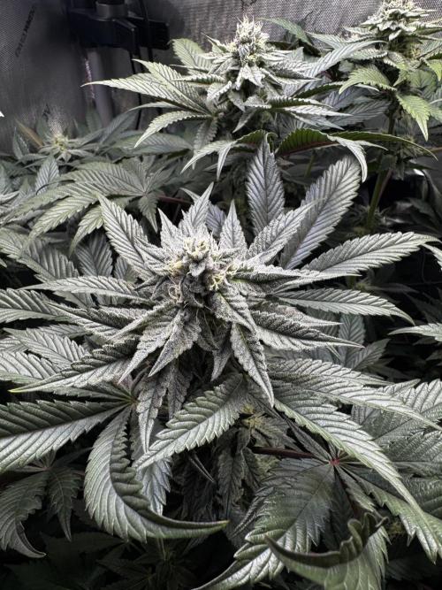 2x Dantes Cherrycana Revers. Week 12