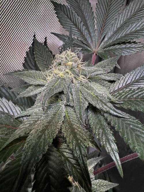 2x Dantes Cherrycana Revers. Week 12