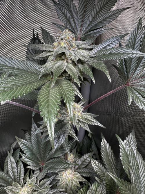 2x Dantes Cherrycana Revers. Week 13