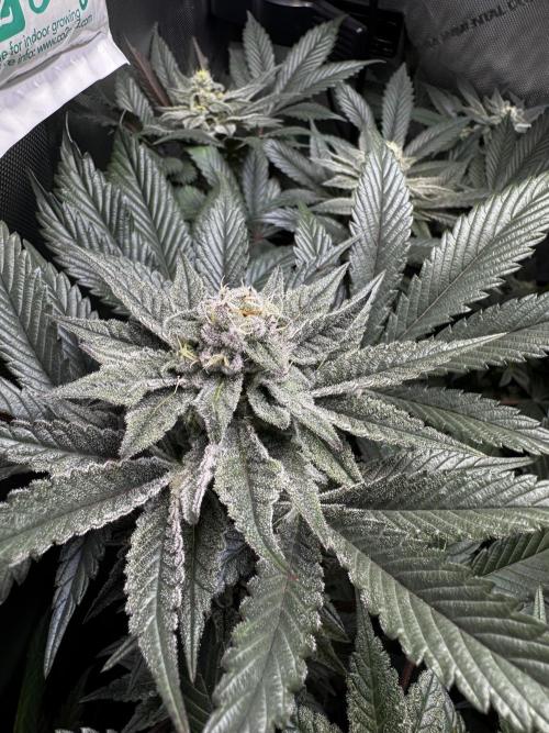 2x Dantes Cherrycana Revers. Week 13
