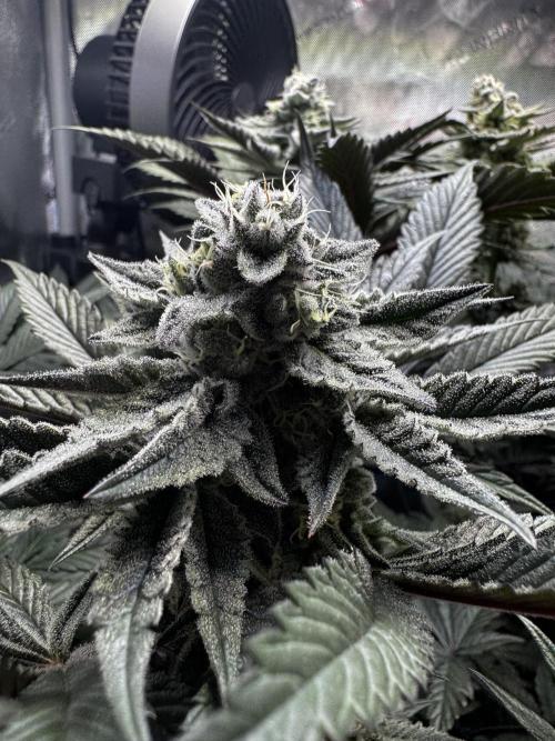 2x Dantes Cherrycana Revers. Week 13