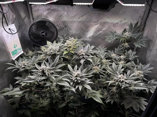 2x Dantes Cherrycana Revers. Week 13