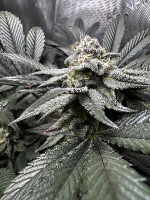 2x Dantes Cherrycana Revers. Week 13