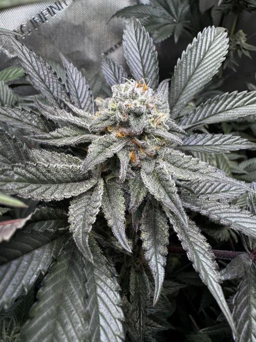2x Dantes Cherrycana Revers. Week 13