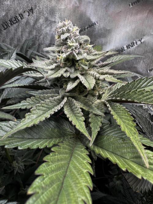 2x Dantes Cherrycana Revers. Week 13