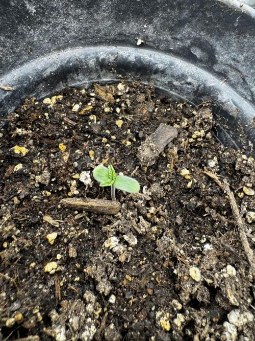 Potion. Week 0