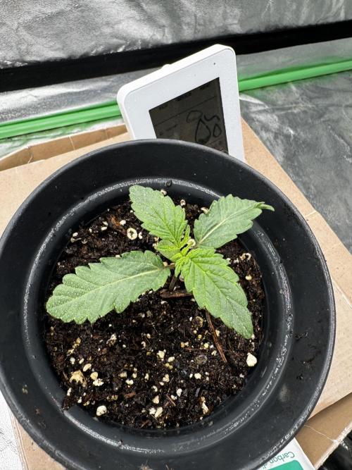 Wizard Trees Potion Scrog. Week 1