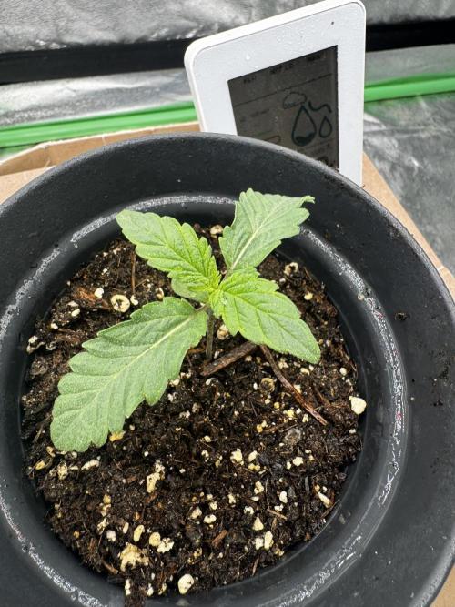 Potion. Week 1