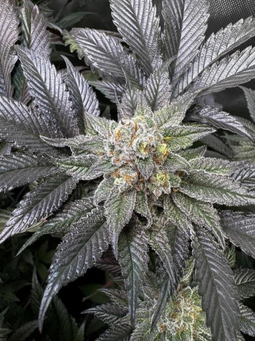 2x Dantes Cherrycana Revers. Week 14