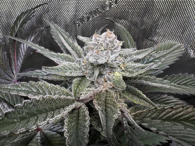 2x Dantes Cherrycana Revers. Week 14