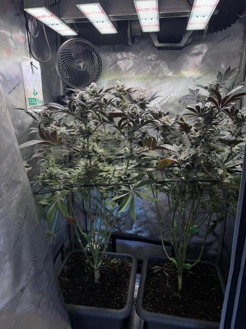 2x Dantes Cherrycana Revers. Week 14