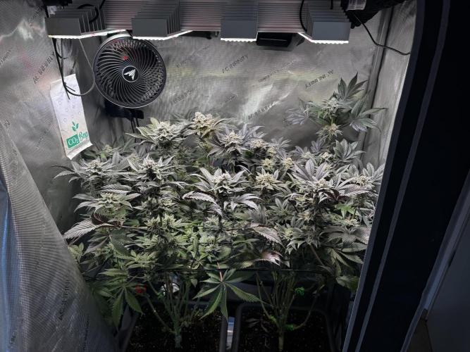 2x Dantes Cherrycana Revers. Week 14