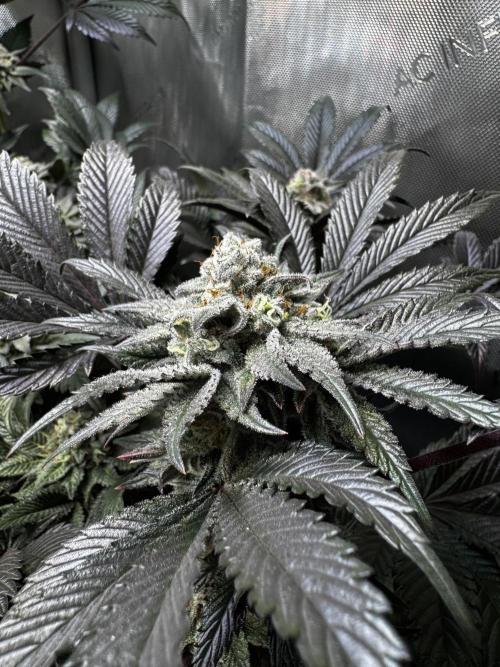 2x Dantes Cherrycana Revers. Week 14