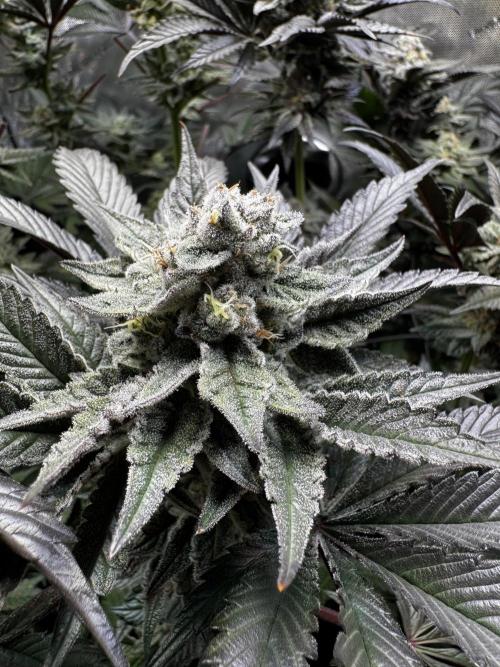 2x Dantes Cherrycana Revers. Week 14