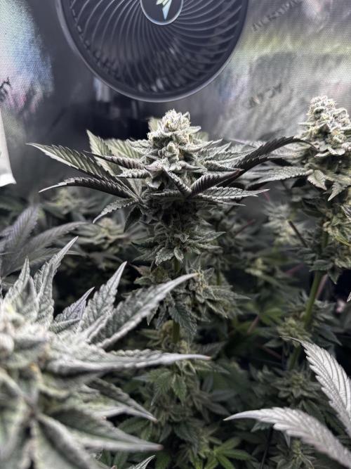 2x Dantes Cherrycana Revers. Week 14