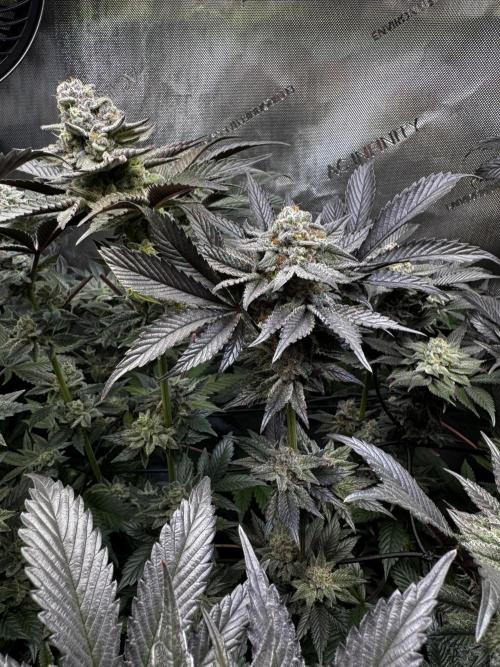 2x Dantes Cherrycana Revers. Week 14